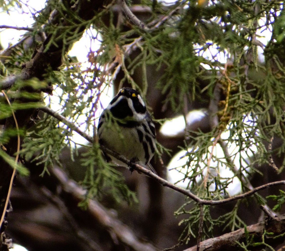 Black-throated Gray Warbler - Patricia Floyd