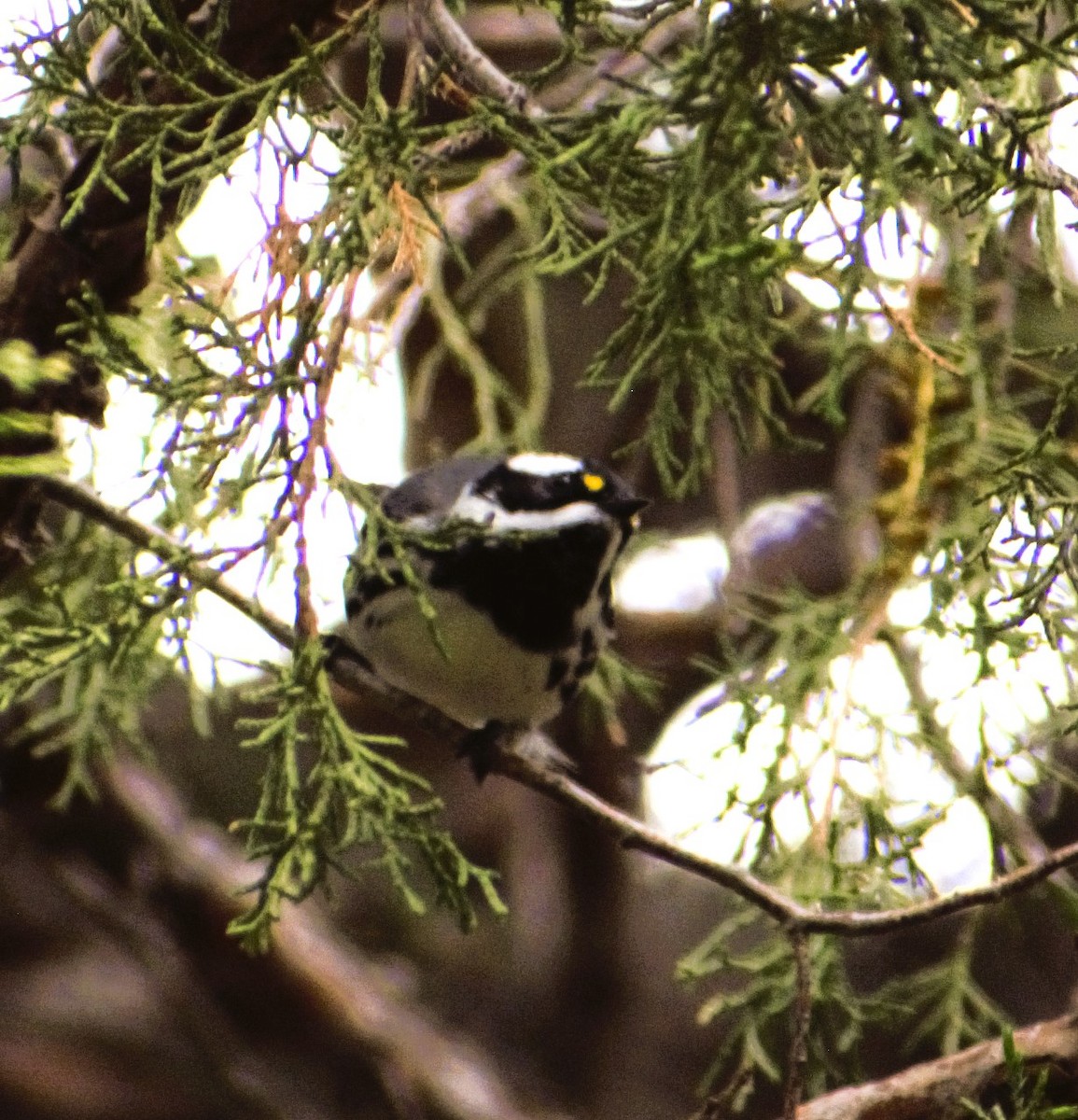 Black-throated Gray Warbler - Patricia Floyd