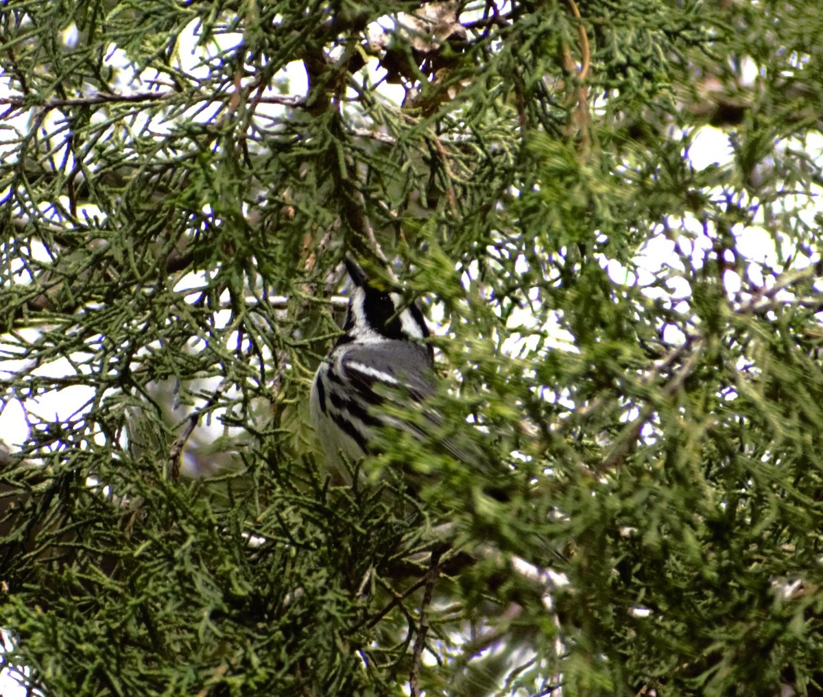 Black-throated Gray Warbler - Patricia Floyd