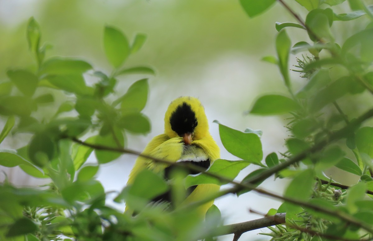 American Goldfinch - Aaron Flynn