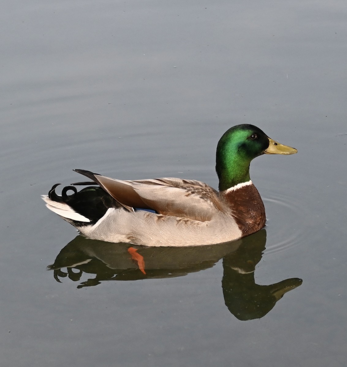 Canard colvert - ML619087541