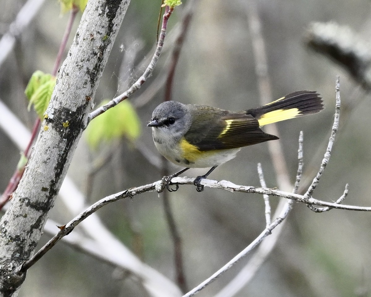 American Redstart - Joe Wujcik