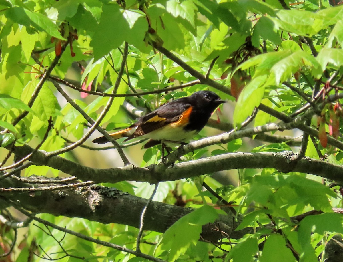 American Redstart - Aaron Flynn