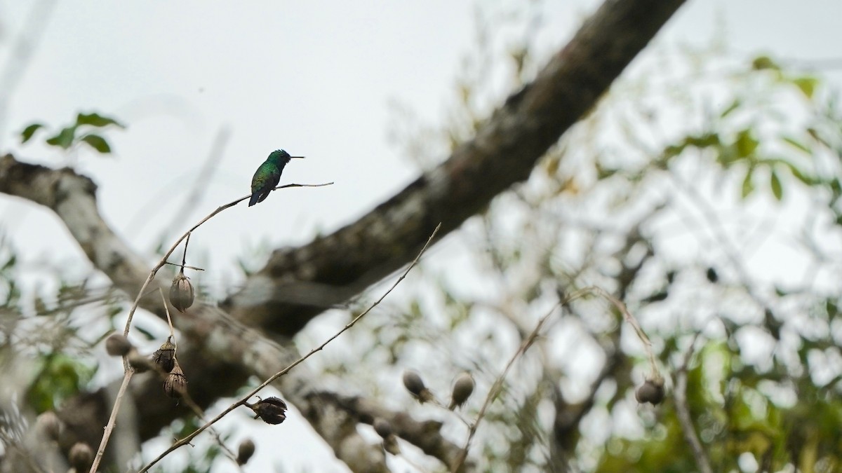 Rufous-tailed Hummingbird - Indira Thirkannad