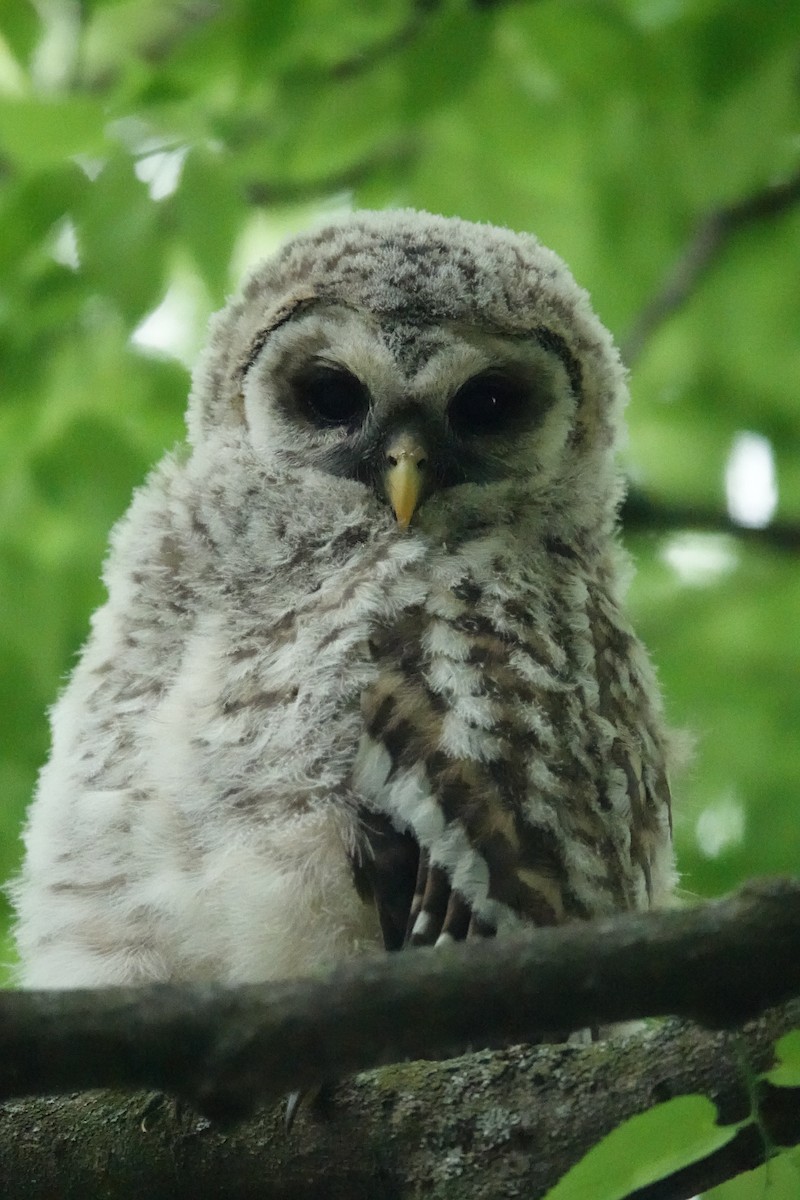 Barred Owl - Tomáš Najer