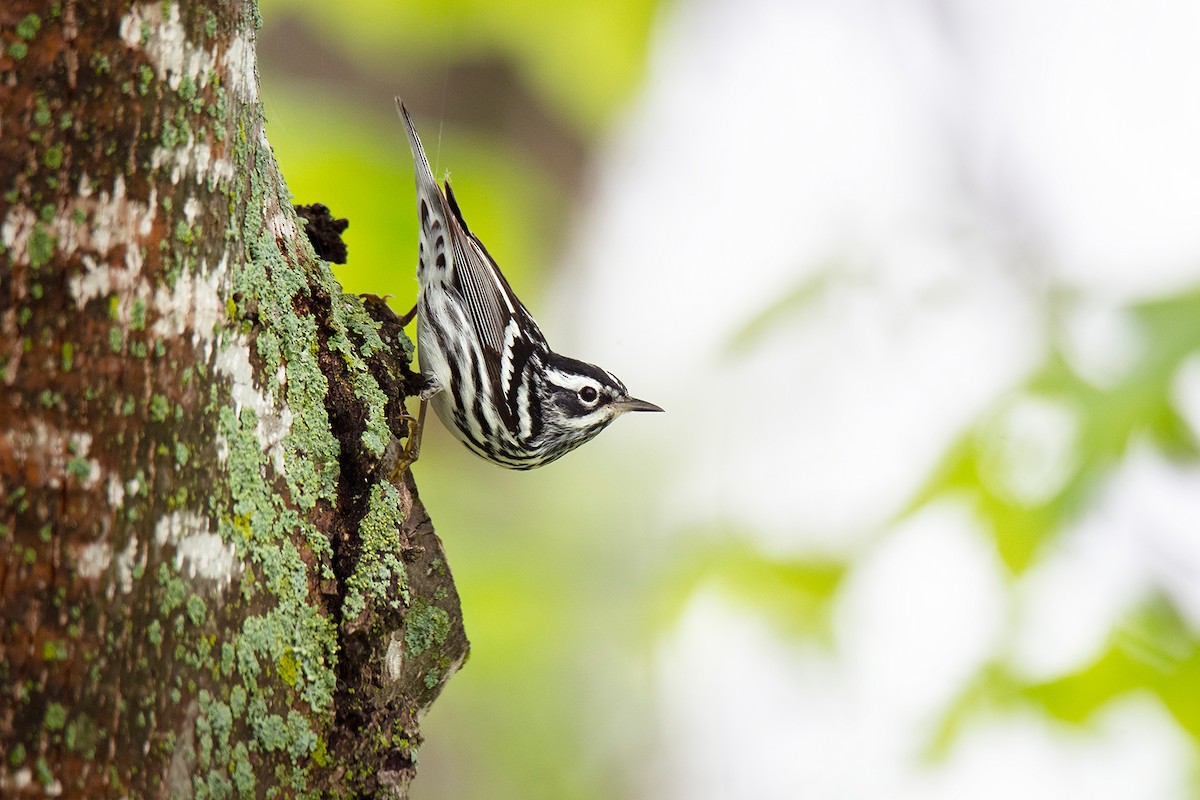 Black-and-white Warbler - Andrew Sonea