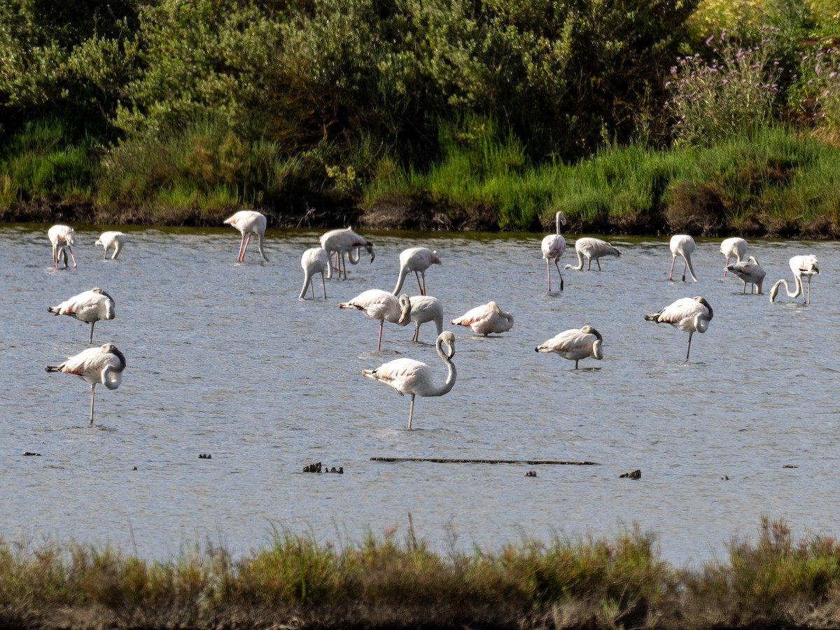 Greater Flamingo - ML619087578