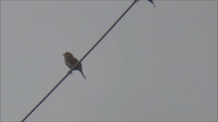 Grasshopper Sparrow - Paul Driver