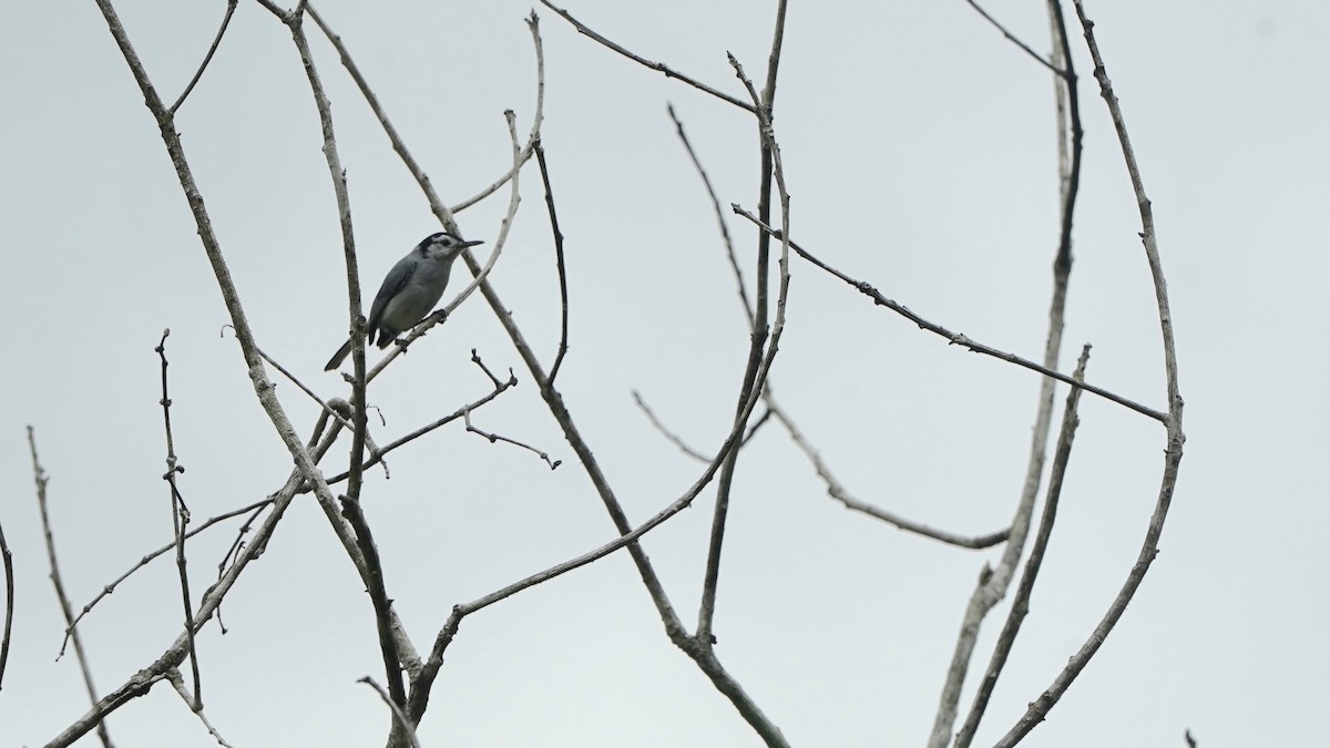 White-browed Gnatcatcher - Indira Thirkannad