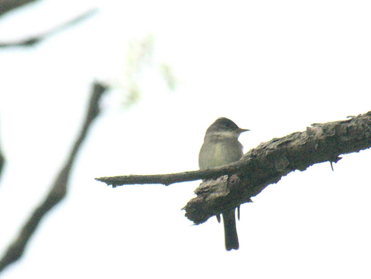 Eastern Wood-Pewee - Daniel Lewis