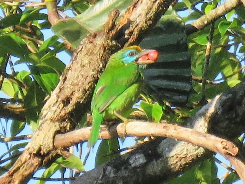 Yellow-fronted Barbet - Bob Hargis