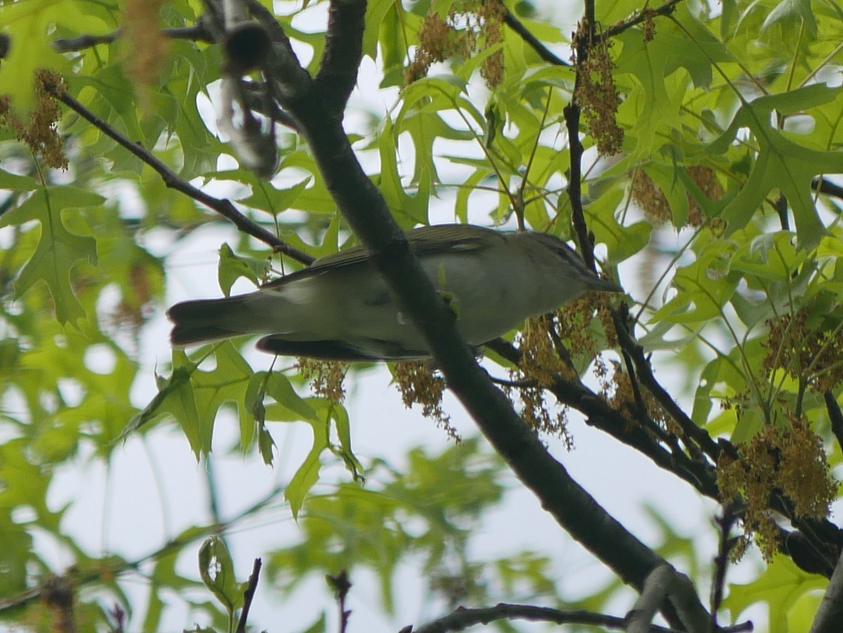 Vireo begigorria - ML619087615