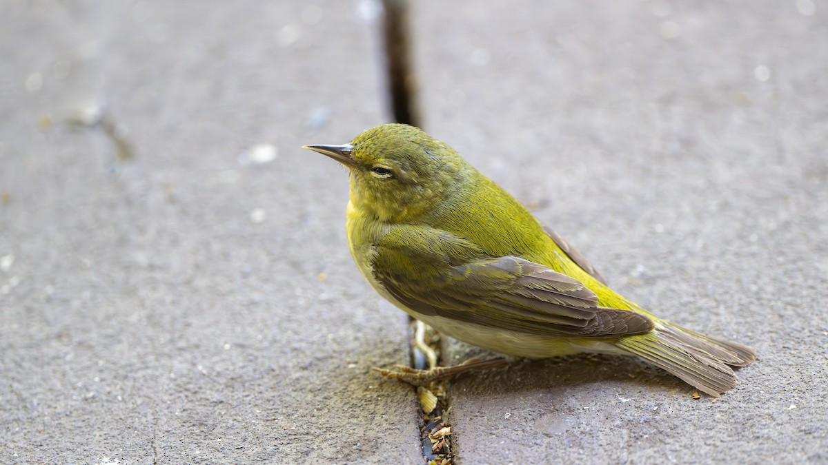 Tennessee Warbler - ML619087620