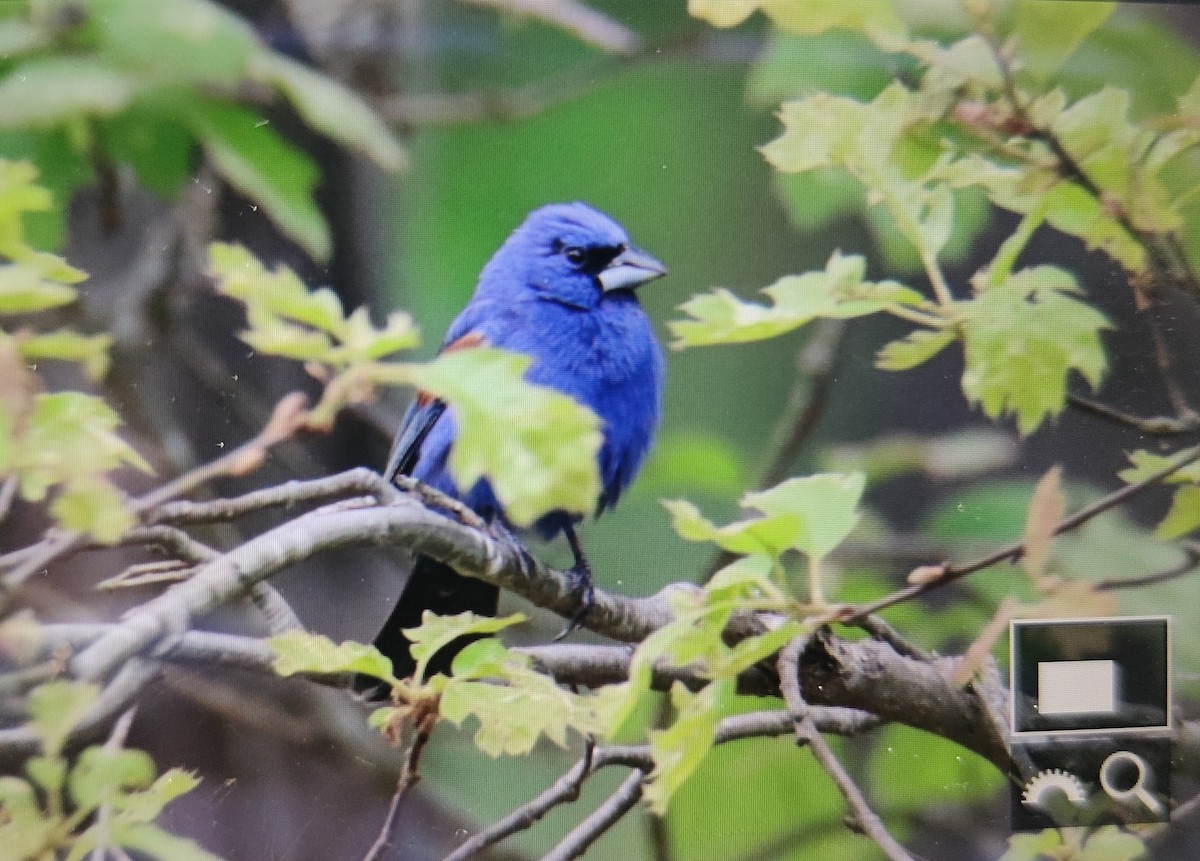 Blue Grosbeak - Chelsea Hockenbury