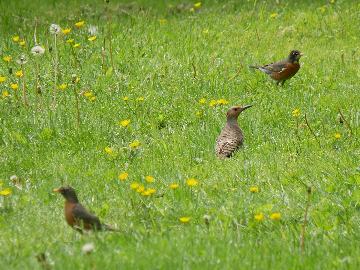 Northern Flicker - ML619087627