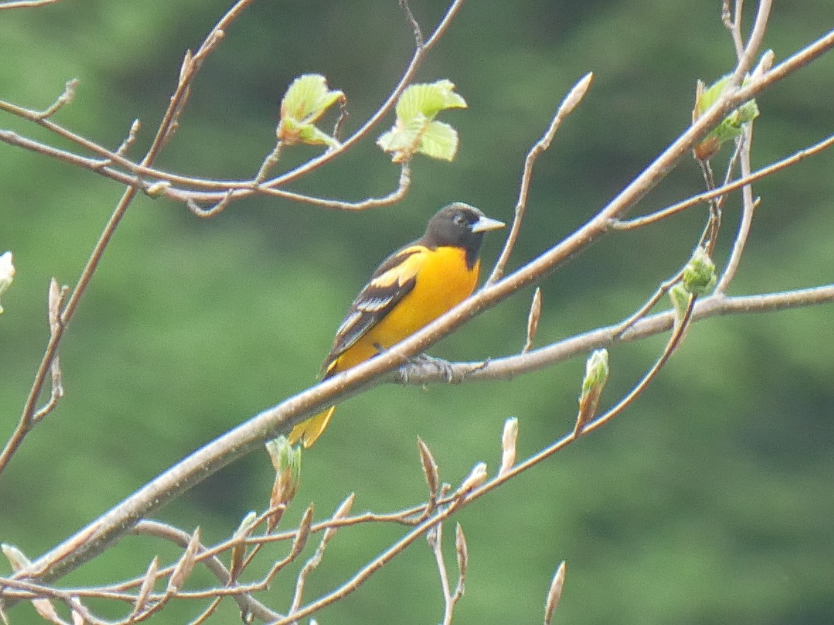 Baltimore Oriole - ML619087660