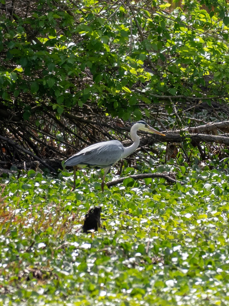 Gray Heron - ML619087682