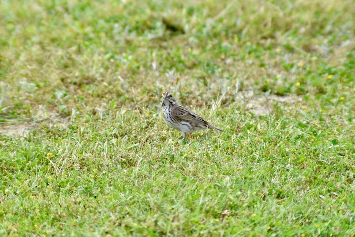 Savannah Sparrow - ML619087690