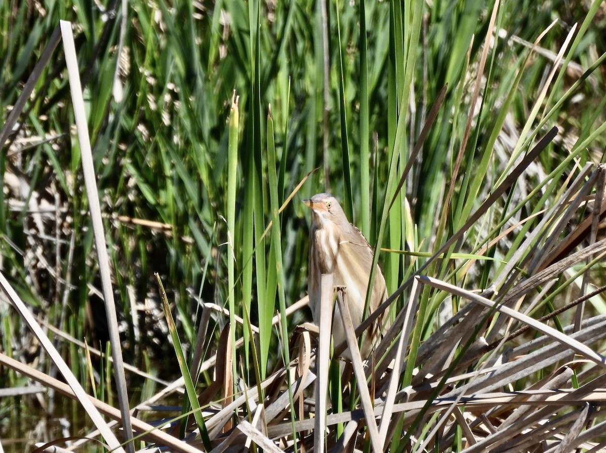 Little Bittern - ML619087706