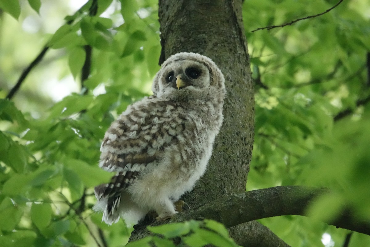 Barred Owl - ML619087714