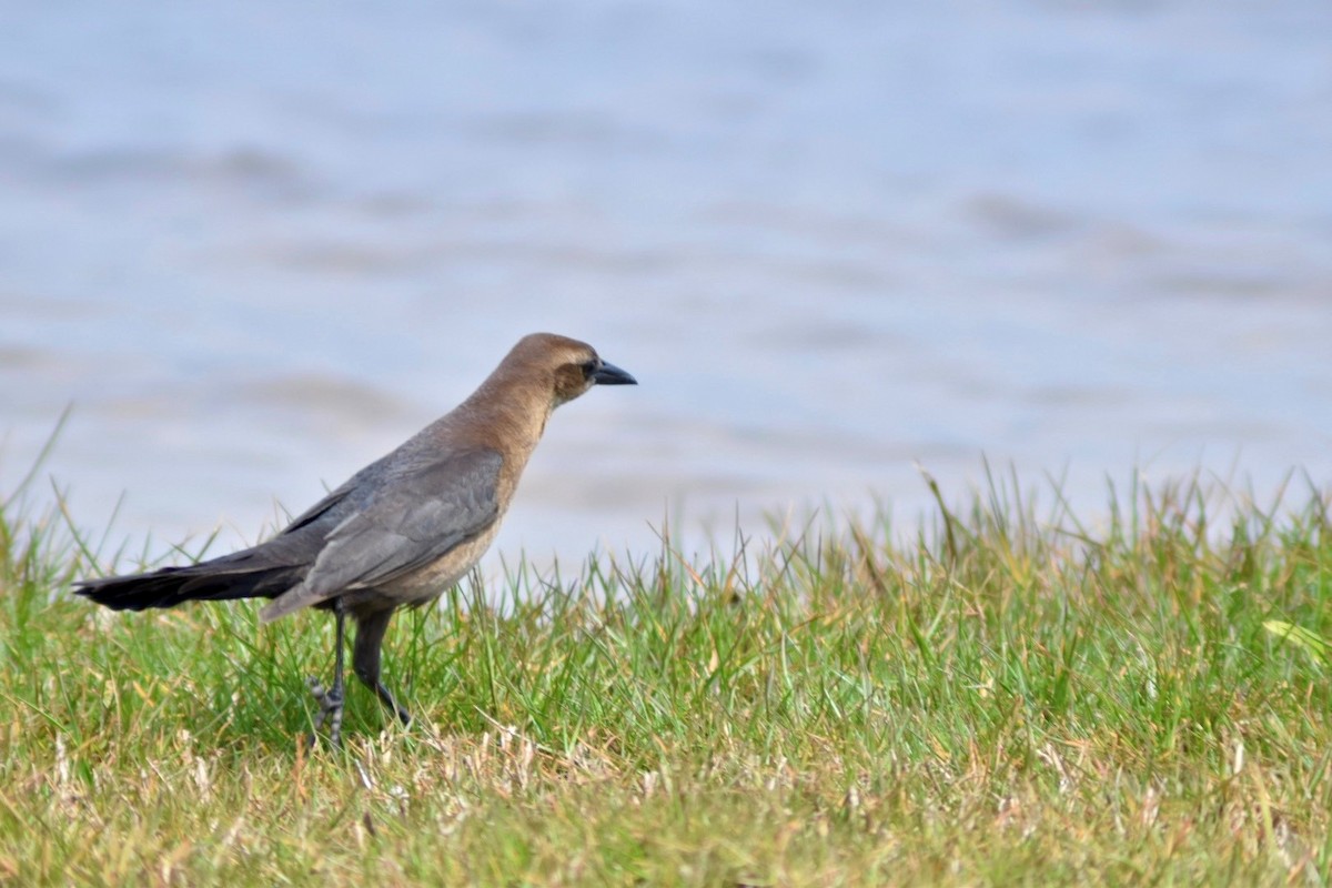 Boat-tailed Grackle - ML619087715