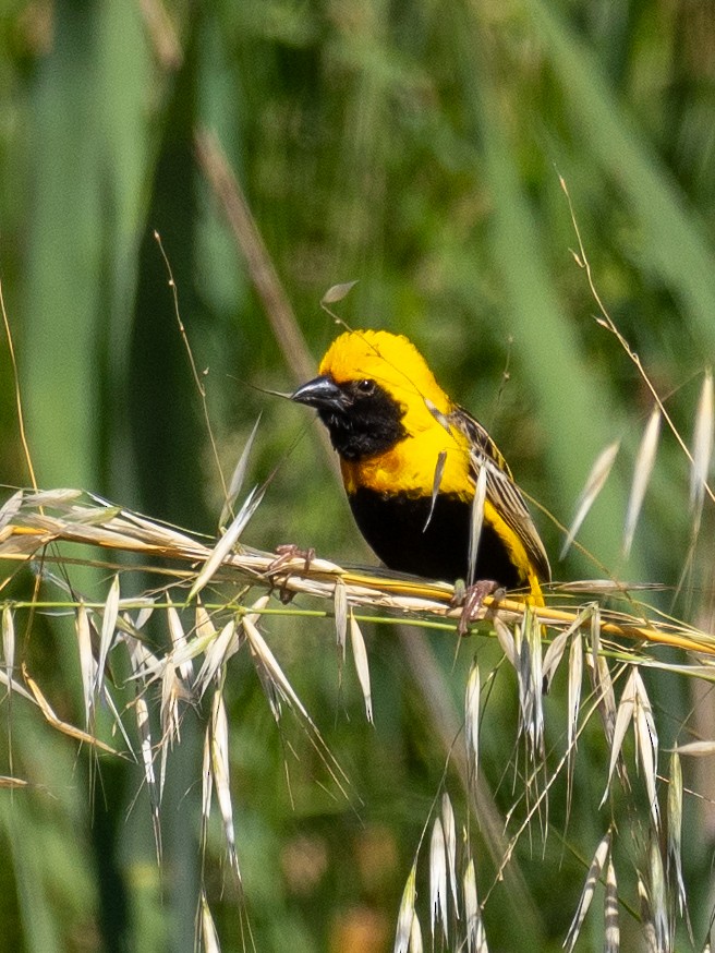 Yellow-crowned Bishop - ML619087733