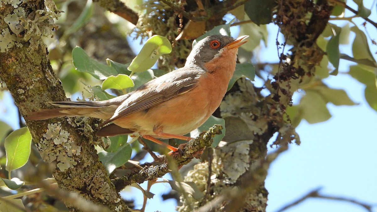 Western Subalpine Warbler - Manuel García Ruiz