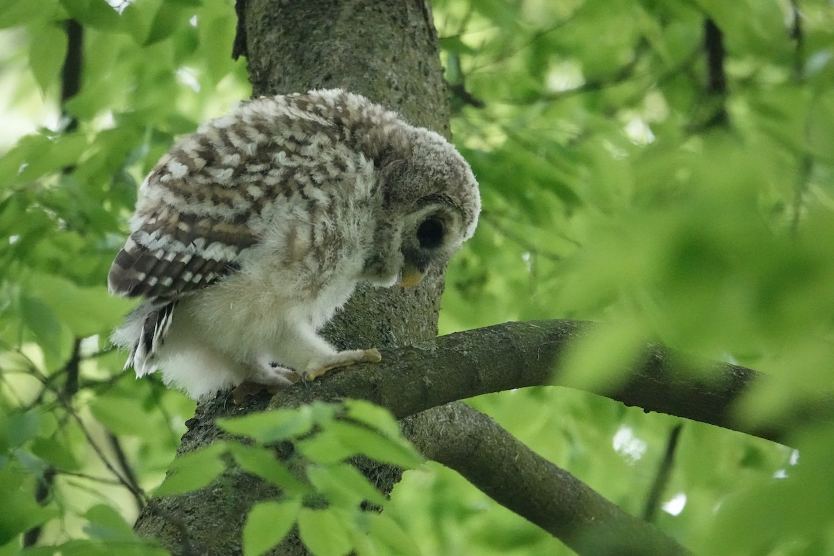 Barred Owl - Tomáš Najer