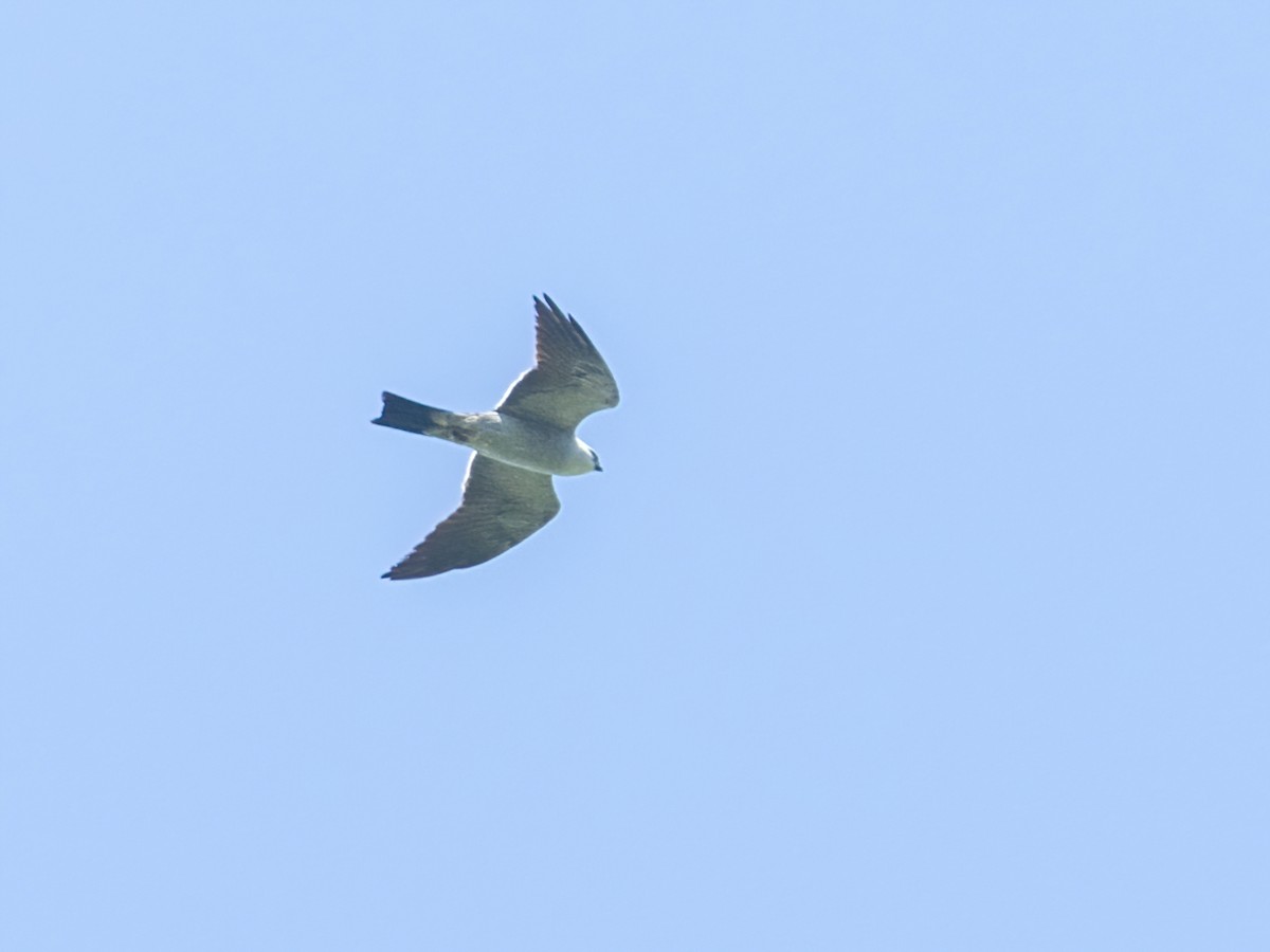 Mississippi Kite - Bruce Aird