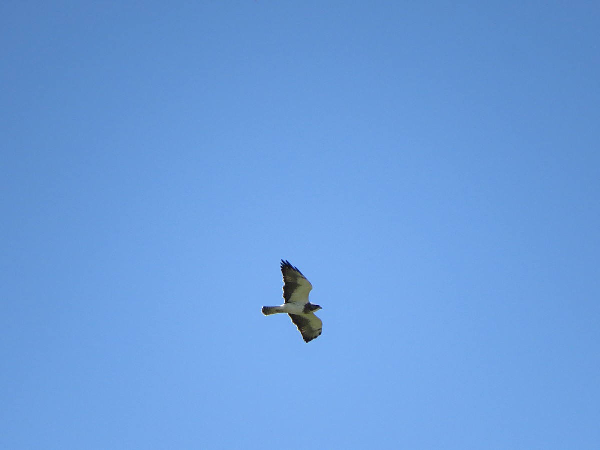 Swainson's Hawk - ML619087810