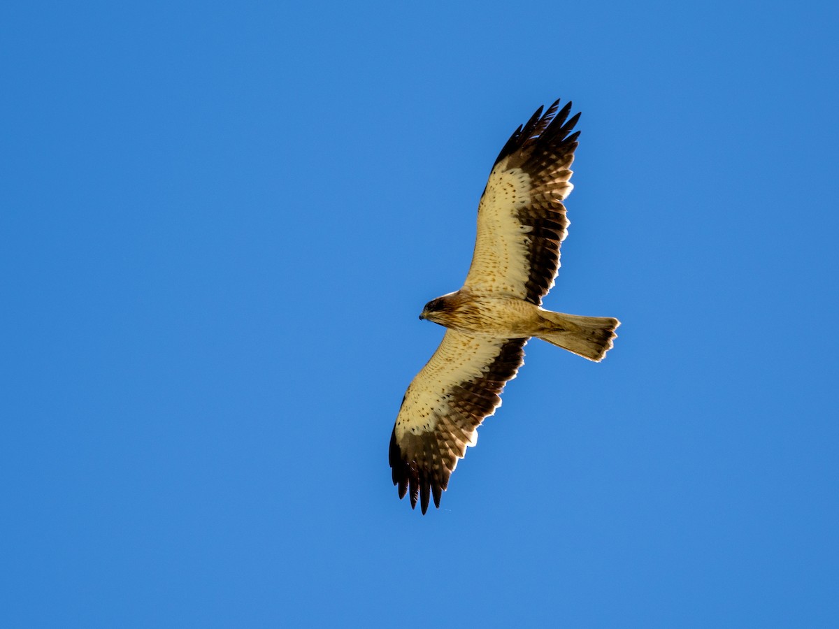 Booted Eagle - Kevin McAuliffe