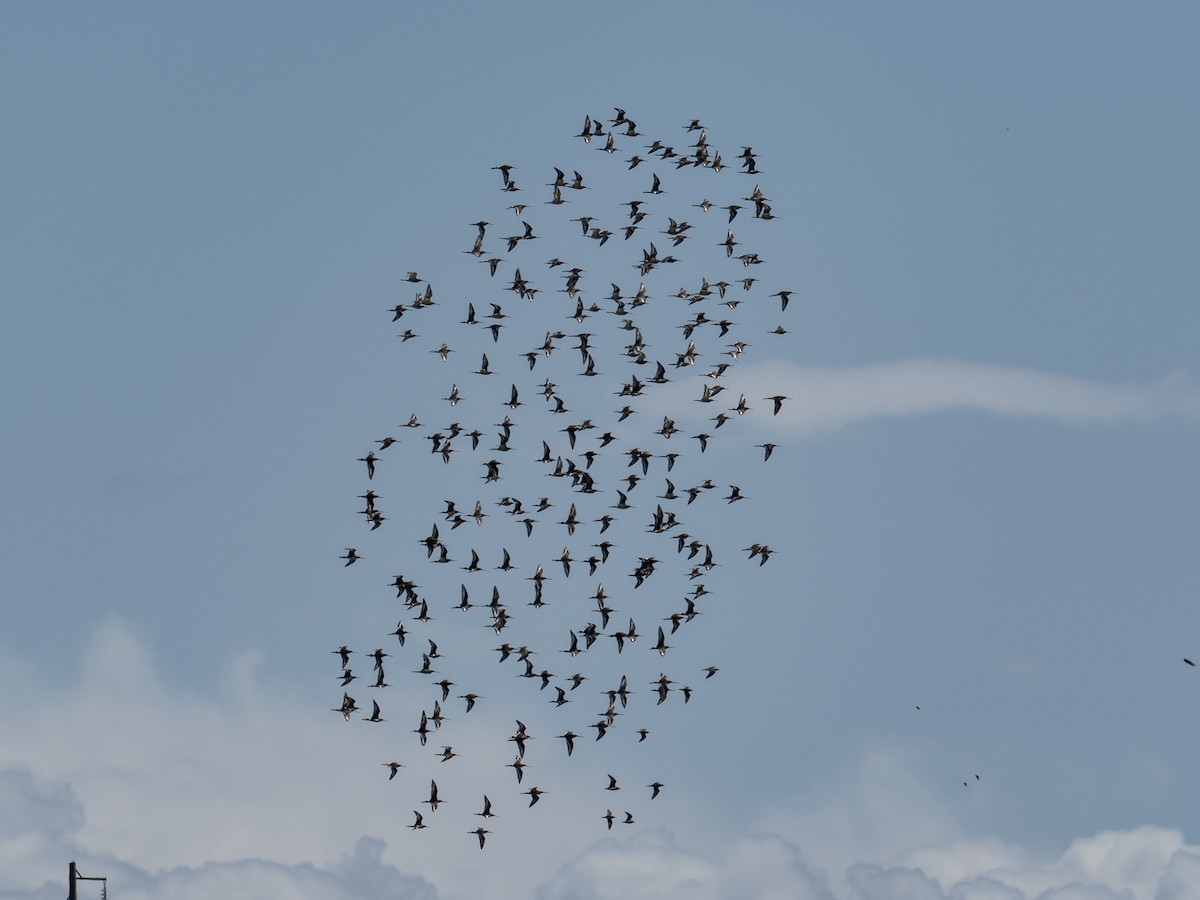 Black-tailed Godwit - Kevin McAuliffe