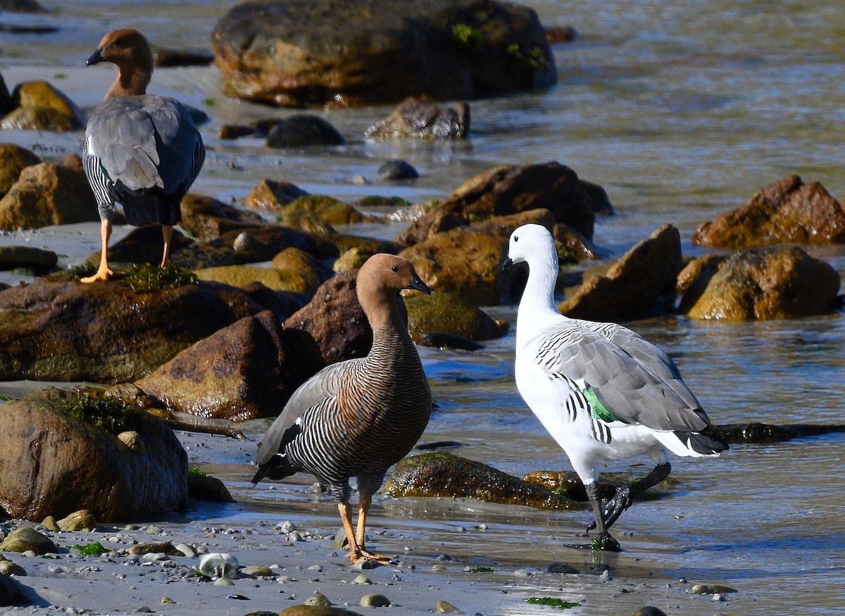 Upland Goose - Win Ahrens