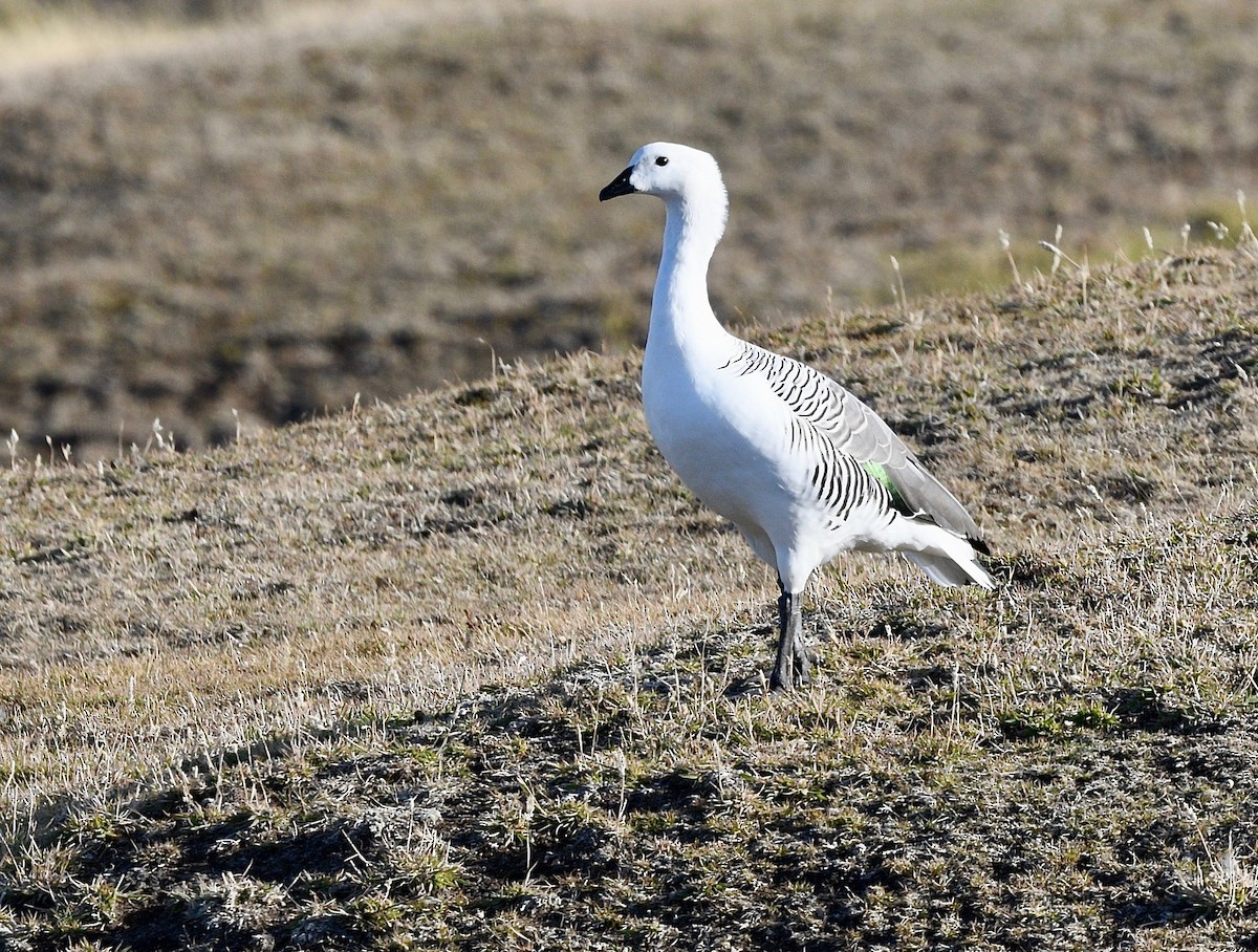 Upland Goose - Win Ahrens