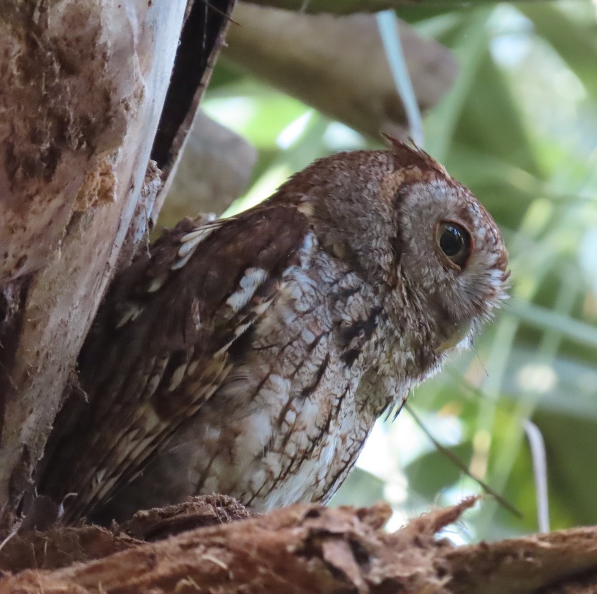 Eastern Screech-Owl - Gael Silverblatt