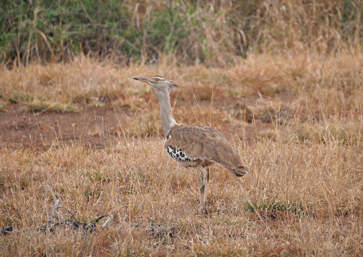 Kori Bustard - ML619087855