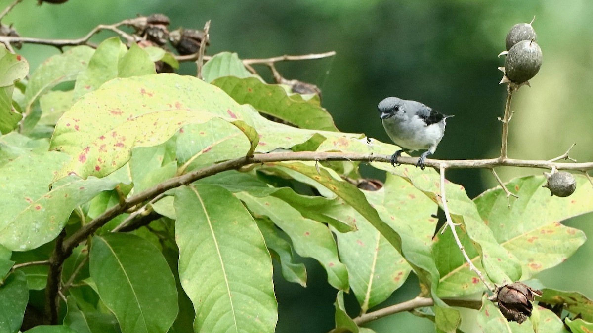 Plain-colored Tanager - Indira Thirkannad