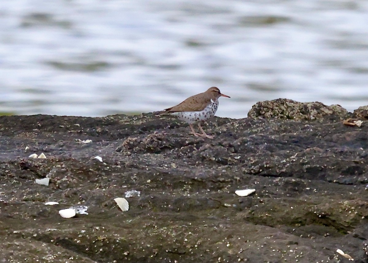 Spotted Sandpiper - Betsy Staples