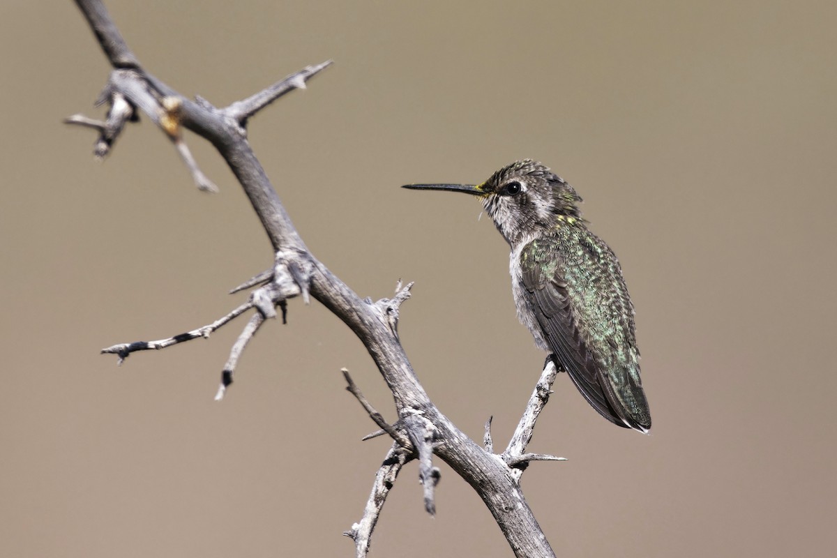 Costa's Hummingbird - ML619087866