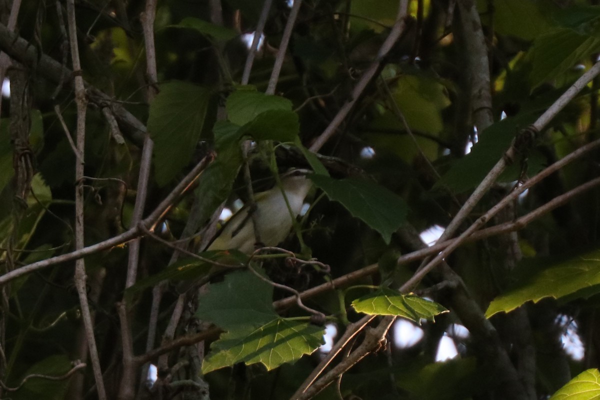 Red-eyed Vireo - Matt Conn