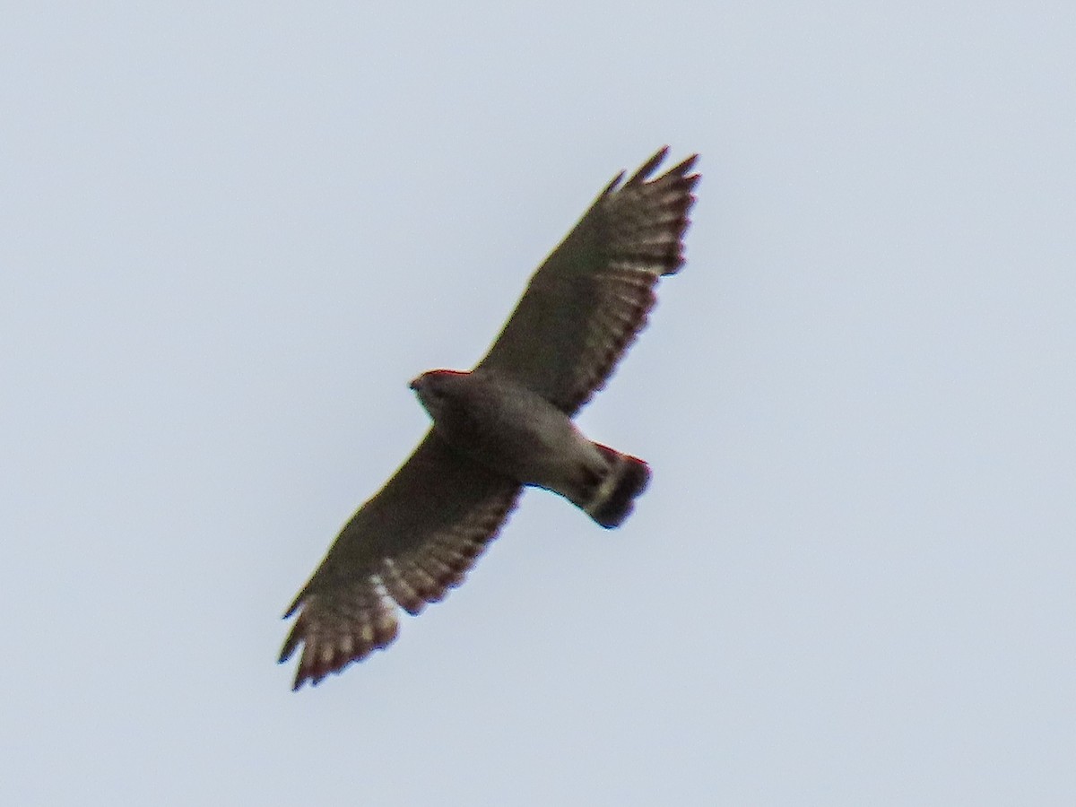 Broad-winged Hawk - Tova Mellen