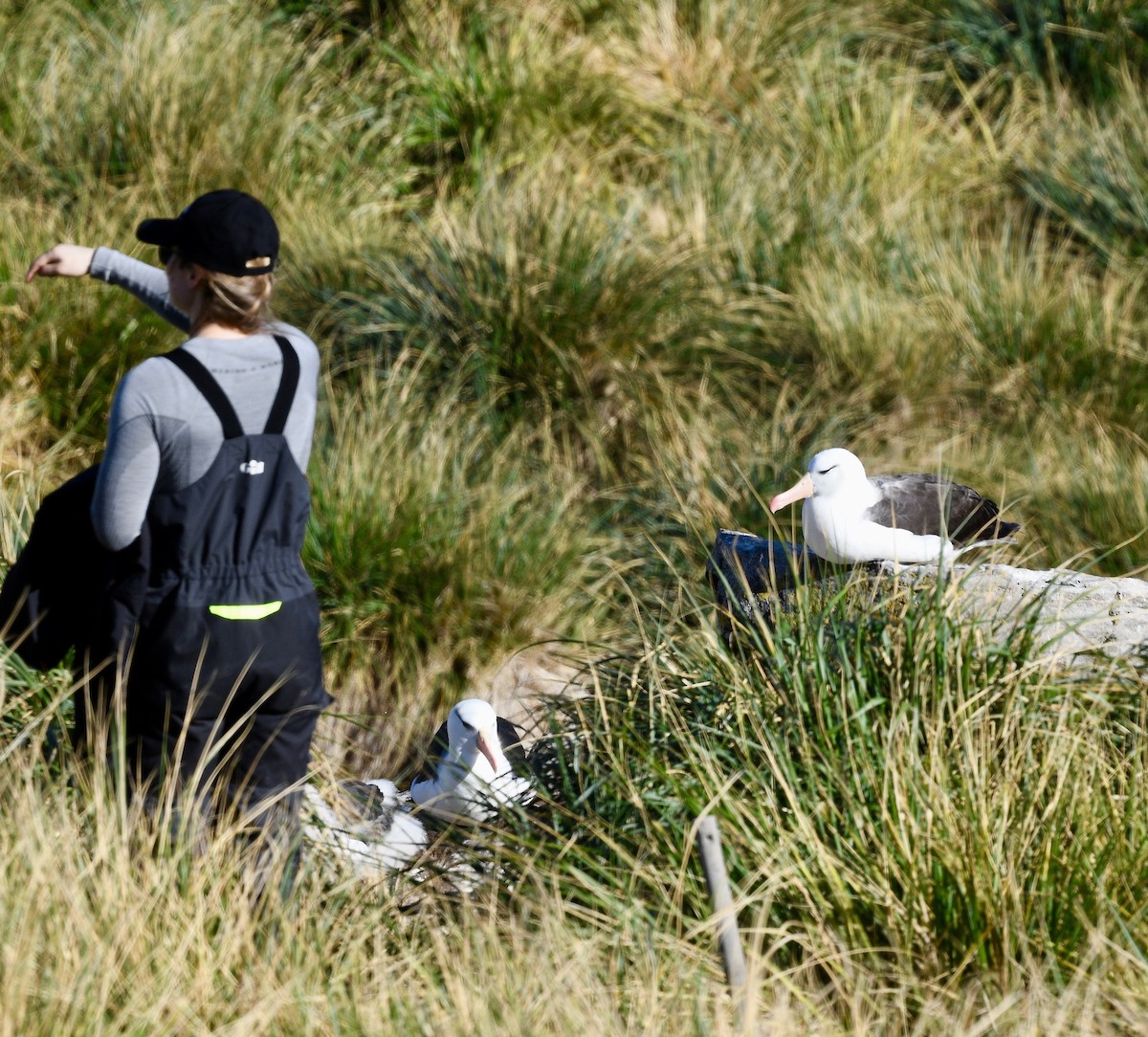 Black-browed Albatross - ML619087887