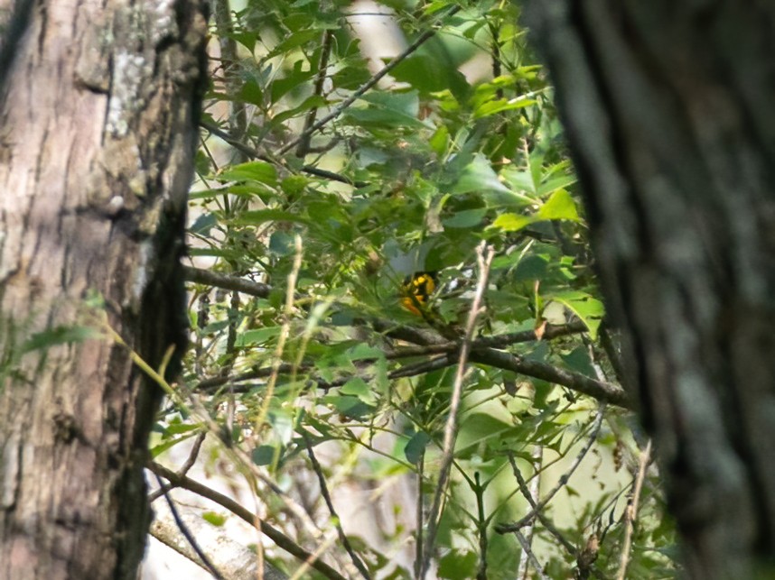 Blackburnian Warbler - Bruce Aird