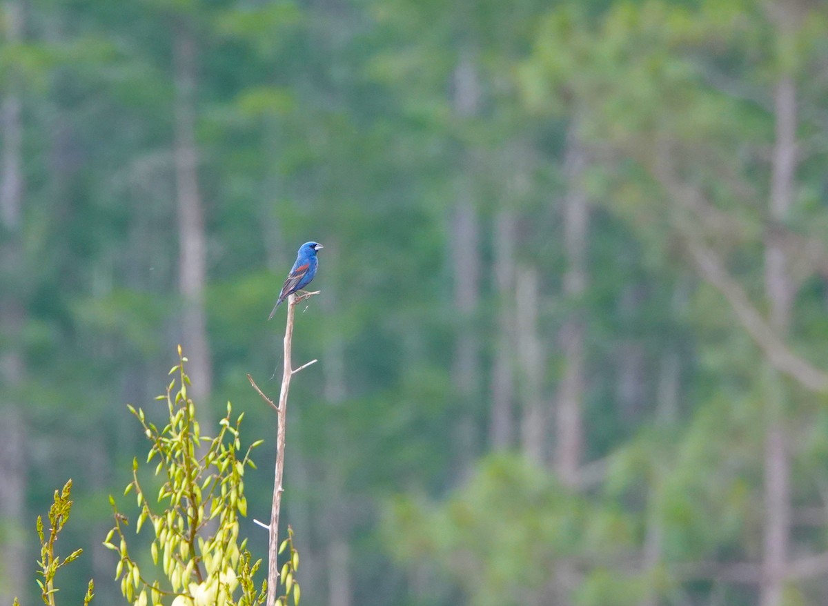 Blue Grosbeak - Linda  Nong