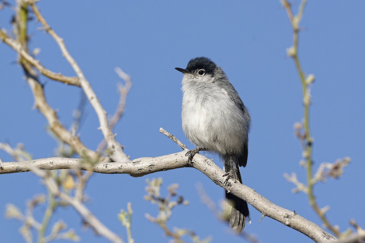 Black-tailed Gnatcatcher - Anonymous
