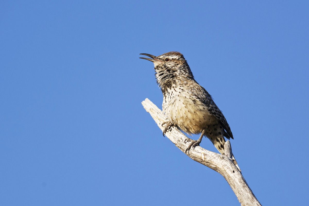 Cactus Wren - Anonymous