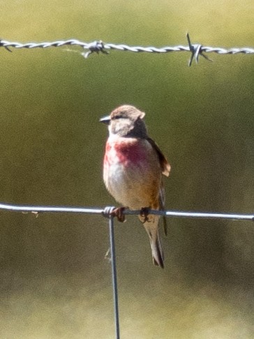 Eurasian Linnet - Kevin McAuliffe