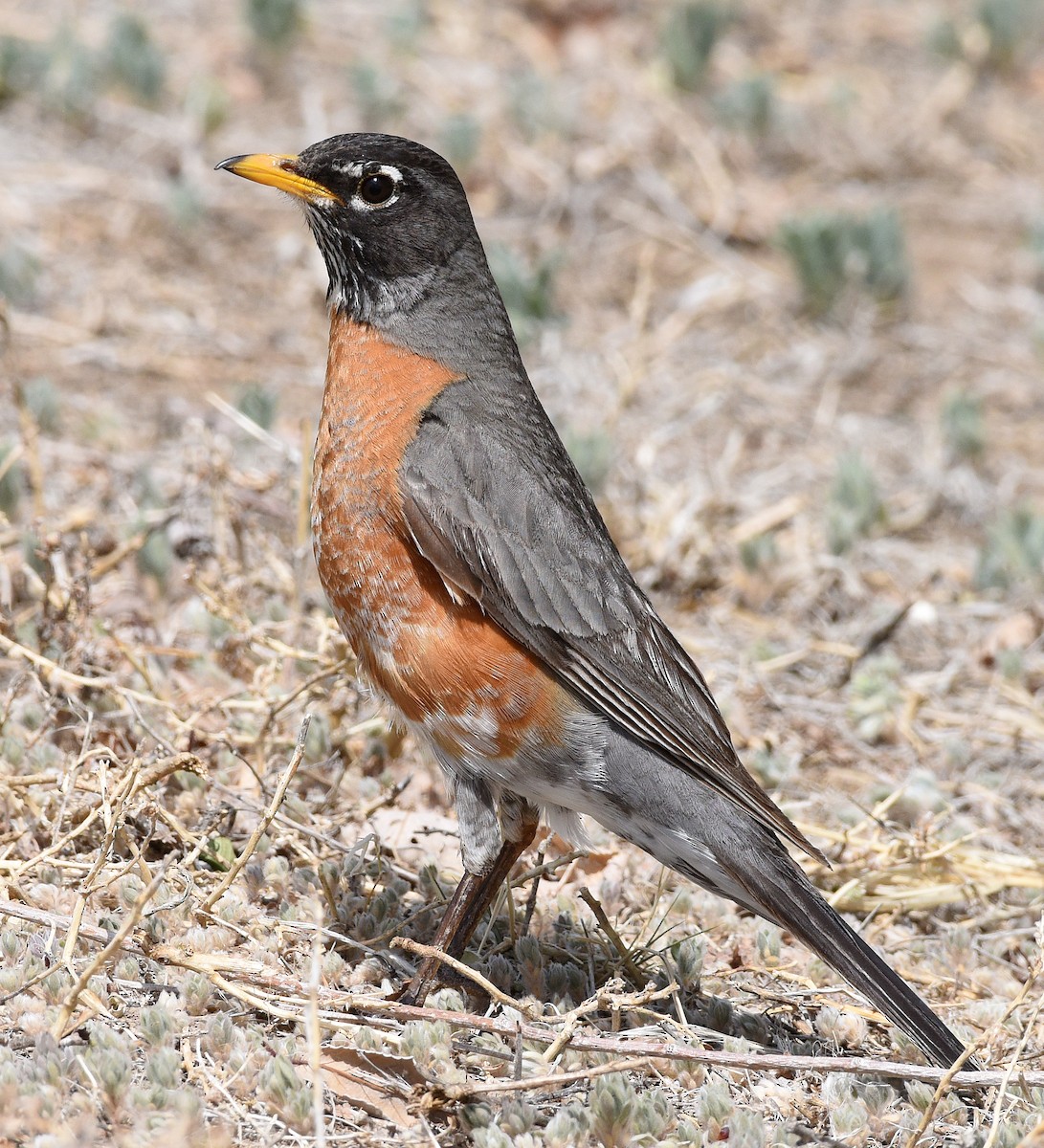 American Robin - ML619087913