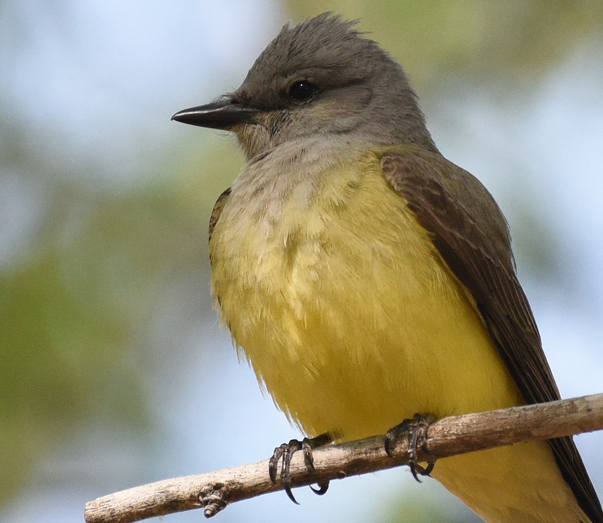 Western Kingbird - ML619087919