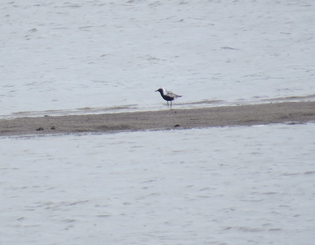 Black-bellied Plover - ML619087925